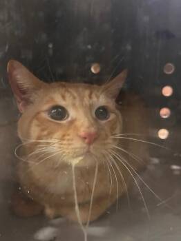 Domestic Long Hair Cats Available for Adoption in Douglasville, Georgia - Garfield | PetCurious