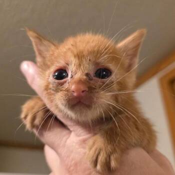 Prairie -  Domestic Short Hair Cat for Adoption in Okmulgee, Oklahoma - Prairie | PetCurious