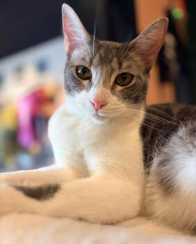 Domestic Short Hair Cats Available for Adoption in Murfreesboro, Tennessee - Mikey | PetCurious