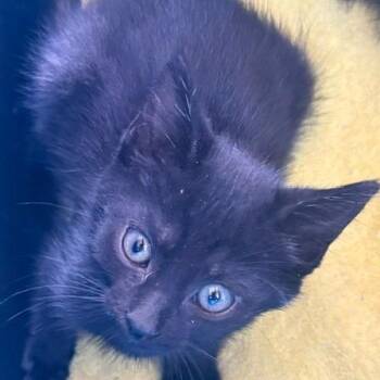 Camden -  Domestic Short Hair Cat for Adoption in Las Vegas, Nevada - Camden | PetCurious