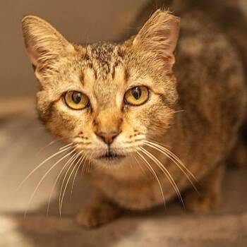 Vidia -  Domestic Short Hair Cat for Adoption in Decatur, Georgia - Vidia | PetCurious