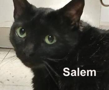 Salem Shes. (loving gentle sweetheart - sister to Magic & Mystic -  Domestic Short Hair Cat for Adoption in Stowe, Pennsylvania - Salem Shes. (loving Gentle Sweetheart - Sister To Magic & Mystic | PetCurious