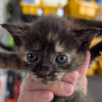 Trapeze -  Domestic Short Hair Cat for Adoption in Chapel Hill, North Carolina - Trapeze | PetCurious