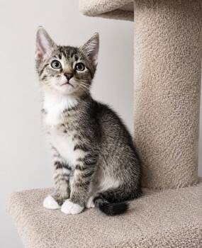 Baja Blast -  Domestic Short Hair and Tabby Cat Available for Adoption in Homer Glen, Illinois - Baja Blast | PetCurious