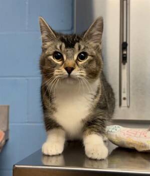 Domestic Short Hair Cats Available for Adoption in Minneapolis, Minnesota - AGOUTI | PetCurious