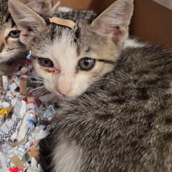 January -  Domestic Short Hair Cat for Adoption in San Antonio, Texas - January | PetCurious