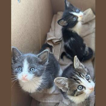 A1047212 Mo -  Domestic Medium Hair Cat for Adoption in Pleasant Hill, California - A1047212 Mo | PetCurious