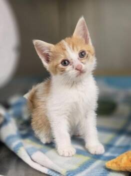 Staccato -  Domestic Short Hair Cat for Adoption in Westland, Michigan - Staccato | PetCurious