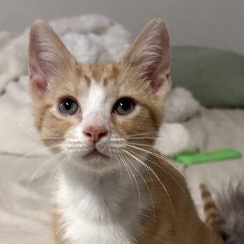 Cheeto -  Domestic Short Hair Cat for Adoption in Fort Lauderdale, Florida - Cheeto | PetCurious