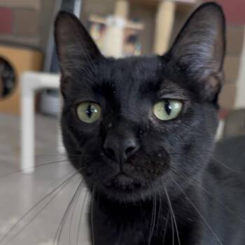 Raven -  Domestic Short Hair Cat for Adoption in Laredo, Texas - Raven | PetCurious