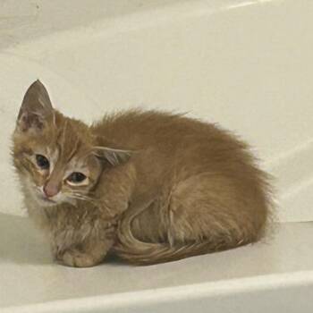 Rocky Mountains -  Domestic Short Hair Cat for Adoption in Greensboro, North Carolina - Rocky Mountains | PetCurious