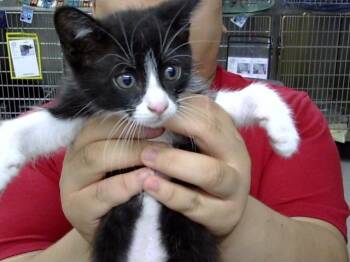 AMOR -  Domestic Short Hair Cat for Adoption in Pasadena, Texas - AMOR | PetCurious