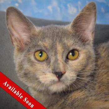 Jaclyn -  Dilute Tortoiseshell and Domestic Short Hair Cat for Adoption in Huntley, Illinois - Jaclyn | PetCurious