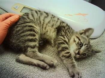 LENNY -  Domestic Short Hair Cat for Adoption in Indianapolis, Indiana - LENNY | PetCurious