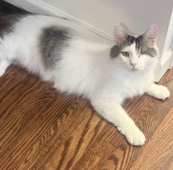 Winks -  Domestic Long Hair Cat for Adoption in Woodinville, Washington - Winks | PetCurious