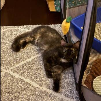 Domestic Medium Hair Cats Available for Adoption in Brea, California - Smores | PetCurious
