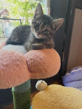Domestic Medium Hair Cats Available for Adoption in Stamford, Connecticut - Chevy | PetCurious