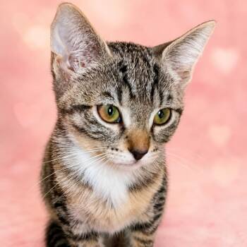 Eclair -  Domestic Short Hair Cat for Adoption in Fort Lauderdale, Florida - Eclair | PetCurious