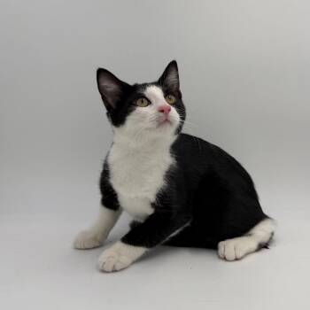Angel Cake -  Domestic Short Hair Cat for Adoption in State College, Pennsylvania - Angel Cake | PetCurious
