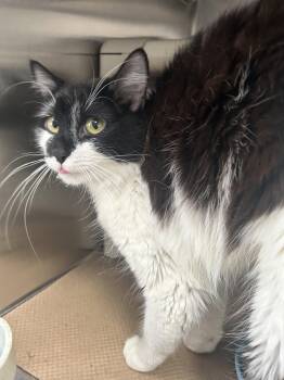 Domestic Medium Hair Cats Available for Adoption in Trenton, New Jersey - Cow (TAS #7) | PetCurious