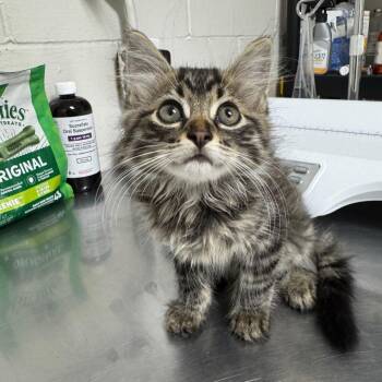 Bean -  Domestic Long Hair Cat for Adoption in Birmingham, Alabama - Bean | PetCurious