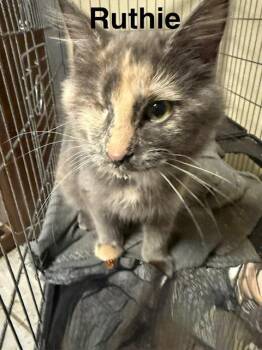 Ruthie -  Domestic Short Hair Cat for Adoption in Zimmerman, Minnesota - Ruthie | PetCurious