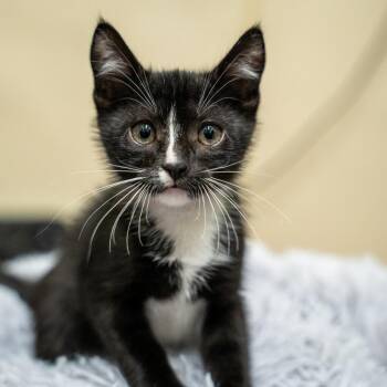 Donatello -  Domestic Short Hair Cat for Adoption in Gainesville, Georgia - Donatello | PetCurious