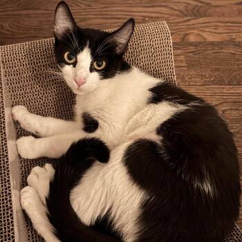 Mahjong -  Domestic Short Hair Cat for Adoption in Los Angeles, California - Mahjong | PetCurious