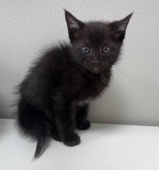 Domestic Short Hair Cats Available for Adoption in Hornell, New York - Ace | PetCurious