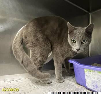 BENTLEY -  Russian Blue Cat for Adoption in West Palm Beach, Florida - BENTLEY | PetCurious