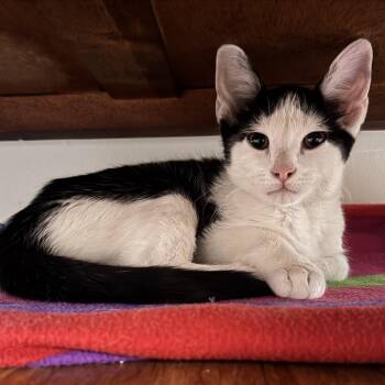 Domestic Short Hair Cats Available for Adoption - Gizmo  | PetCurious