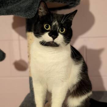 Domestic Short Hair Cats Available for Adoption - Sookie St. James 55857 | PetCurious
