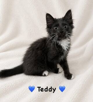 Teddy -  Domestic Long Hair Cat for Adoption in Copley, Ohio - Teddy | PetCurious