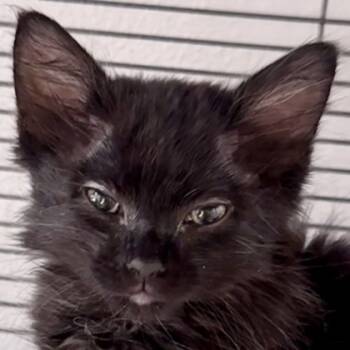 Rescue Domestic Long Hair and Domestic Short Hair Cats for Adoption in Pleasanton, California - Glamour | PetCurious