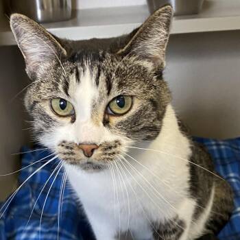 Mickie -  Domestic Short Hair Cat for Adoption in Pagosa Springs, Colorado - Mickie | PetCurious