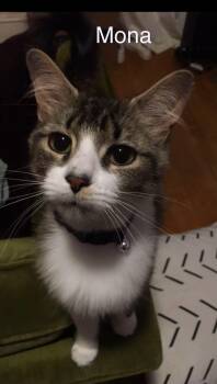 Mona -  Tabby Cat for Adoption in Wyandotte, Michigan - Mona | PetCurious