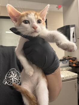 A187867 -  Domestic Short Hair Cat for Adoption in Pasadena, Texas - A187867 | PetCurious