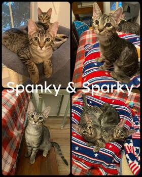 Rescue Tabby and Domestic Short Hair Cats for Adoption in Fort Worth, Texas - Spanky | PetCurious