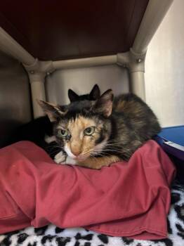Mothra -  Domestic Short Hair Cat for Adoption in Pomona, New York - Mothra | PetCurious
