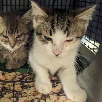 QuickSilver -  Domestic Long Hair Cat for Adoption in Philadelphia, Pennsylvania - QuickSilver | PetCurious