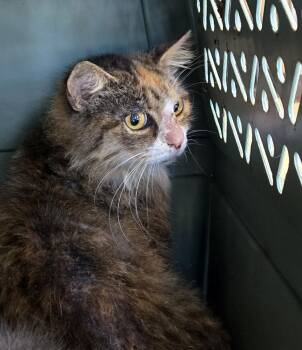 Rescue Torbie Cats for Adoption in Plano, Texas - Sassy A213549 | PetCurious