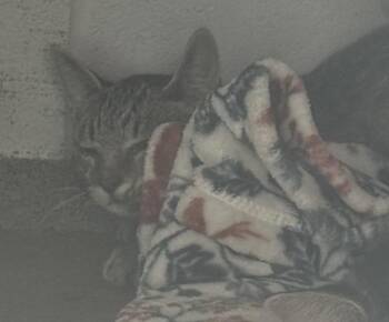 Wobble -  Domestic Short Hair Cat for Adoption in Des Moines, Iowa - Wobble | PetCurious