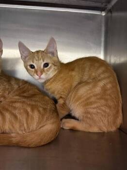 A798713 -  Domestic Short Hair Cat for Adoption in Louisville, Kentucky - A798713 | PetCurious