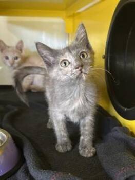 Domestic Medium Hair Cats Available for Adoption in El Paso, Texas - Juniper | PetCurious