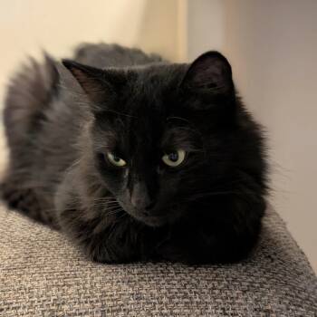 Maggie -  Domestic Medium Hair Cat for Adoption in Griswold, Connecticut - Maggie | PetCurious