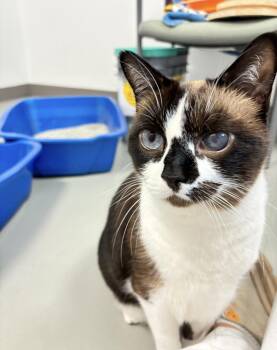 Snowshoe Cats Available for Adoption - Koko (available With Bonded Brother Oliver) | PetCurious