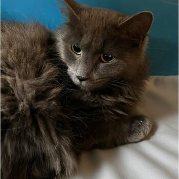 Domestic Medium Hair Cats Available for Adoption in Blasdell, New York - Casper | PetCurious