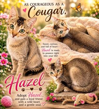 HAZEL -  Abyssinian and Exotic Shorthair Cat for Adoption in Escalon, California - HAZEL | PetCurious