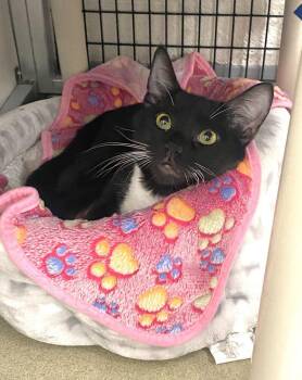Morty -  Domestic Short Hair Cat for Adoption in Alexandria, Virginia - Morty | PetCurious