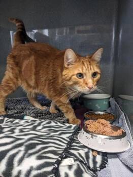 Spencer -  Domestic Medium Hair and Maine Coon Cat for Adoption in Cincinnati, Ohio - Spencer | PetCurious